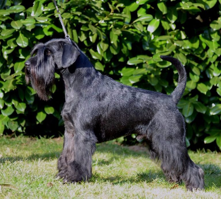 Zwergschnauzer PinscherSchnauzerKlub e.V. Landesgruppe Bayern