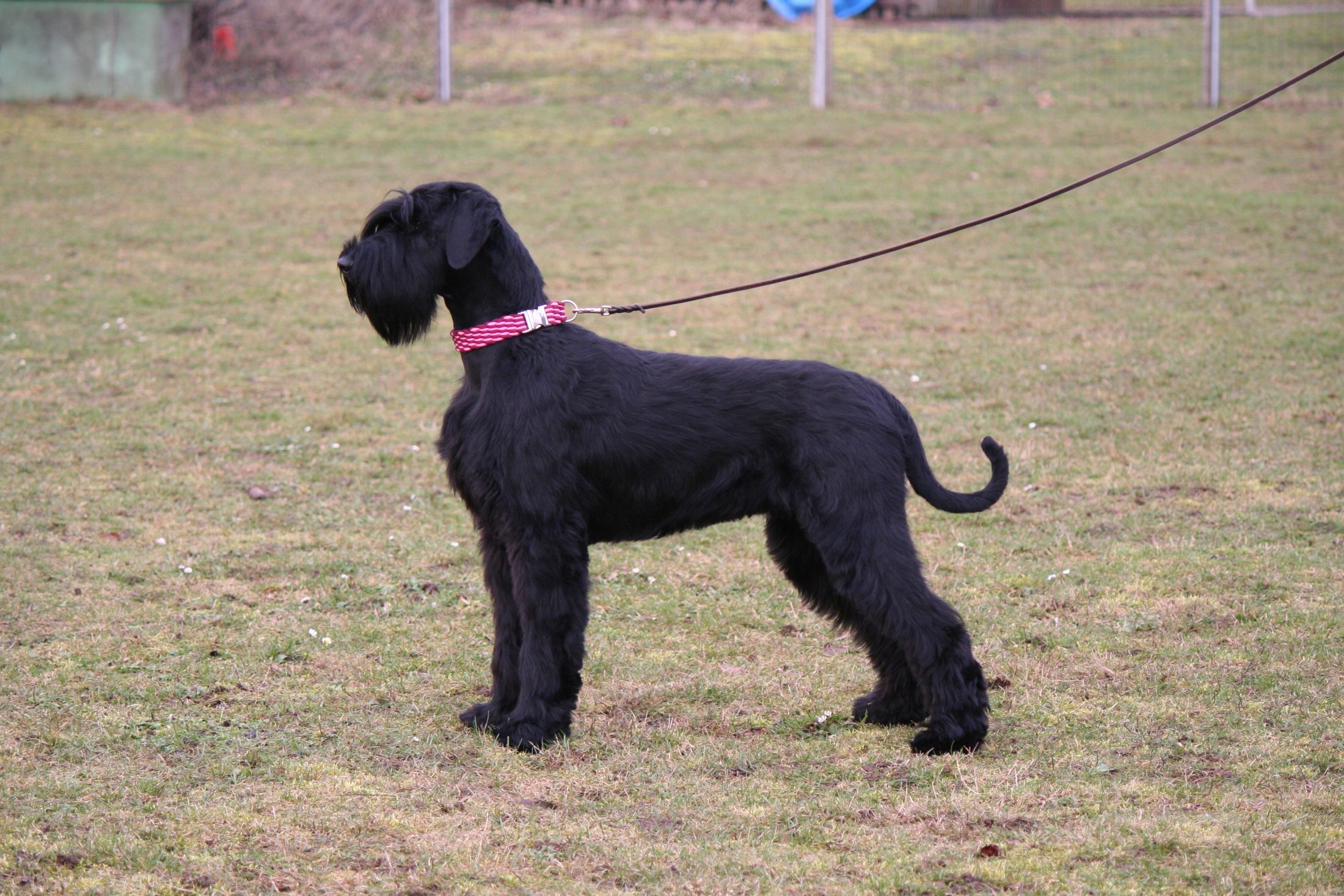 Riesenschnauzer PinscherSchnauzerKlub e.V. Landesgruppe Bayern