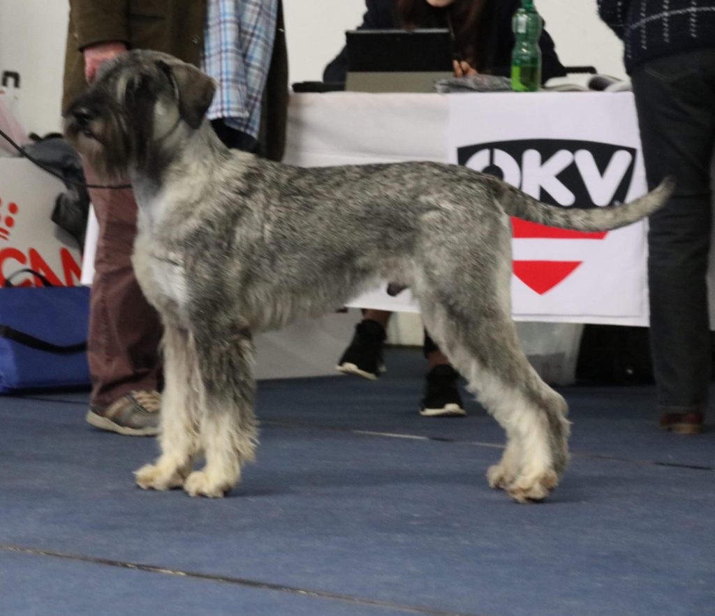 Riesenschnauzer PinscherSchnauzerKlub e.V. Landesgruppe Bayern