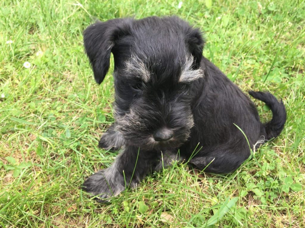 Zwergschnauzer PinscherSchnauzerKlub e.V. Landesgruppe Bayern
