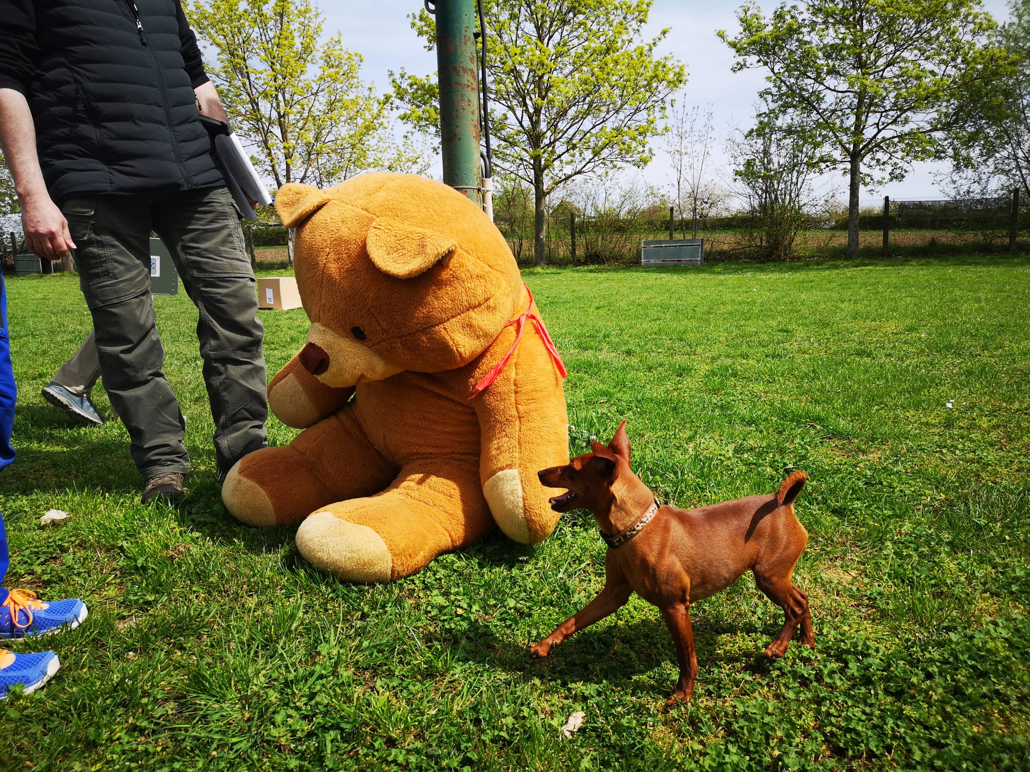 PinscherSchnauzerKlub e.V. Landesgruppe Bayern Zucht, Haltung und